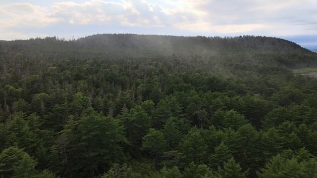 Мальчишки спасли маленьких ЛИСЯТ, но то что произошло дальше ПОРАЗИТ вас смотреть онлайн
