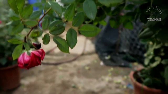 Hồng Leo Ngoại Belle De Segosa | Loài Hồng Leo Chùm Tuyệt đẹp