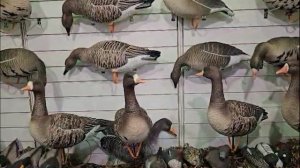 Обзор Белолобый гусь робот Duck Mania