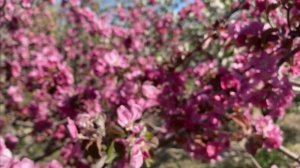 Яблоня Недзвецкого