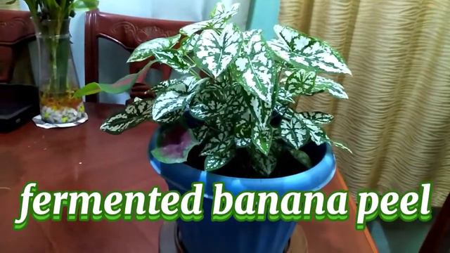 MY LUSHY DWARF CALADIUM смотреть онлайн