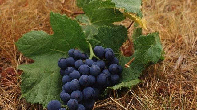 Как правильно вносить удобрения и подкормки под виноград осенью? смотреть онлайн