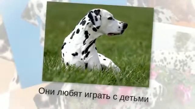 О породе собак-далматинец смотреть онлайн