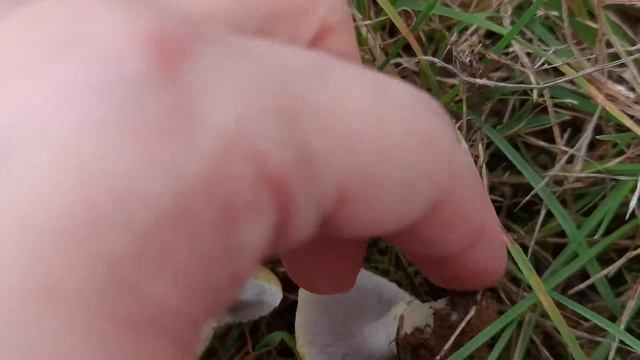 Características del género Stropharia. Stropharia coronilla смотреть онлайн