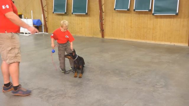 Young Doberman "Falon" W/5 Yr Old Handler Showing Off Obedience W/Kids For Protection Dogs смотреть онлайн
