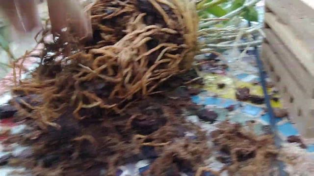 193- Replantando Dendrobium Thyrsiflorum em cachepô. смотреть онлайн