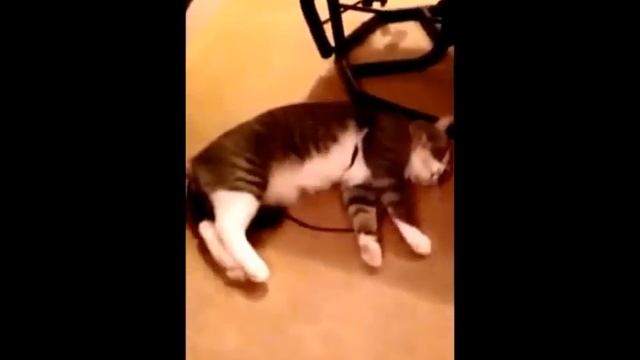 Ленивый кот, которого тянут на поводке смотреть онлайн