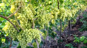 Выращивание винограда на горизонтальной шпалере.