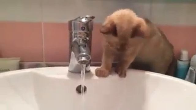 Леопольд и водные процедуры