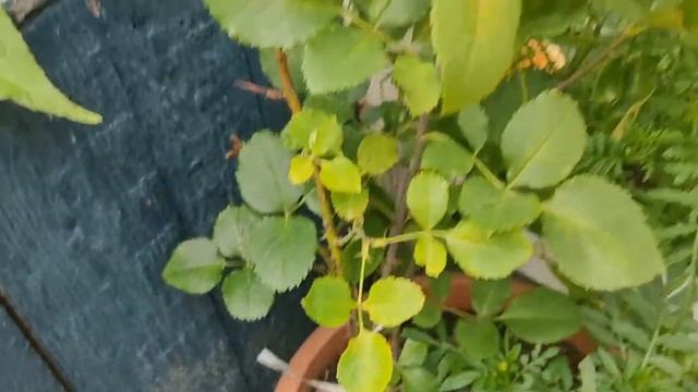 Беккер. Какие пришли розы?