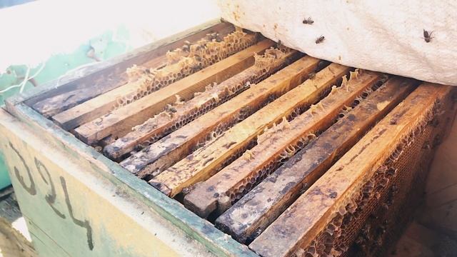 Батуми 2021. Пикник. Парк Мтирала. Пасека. Georgia Batumi.