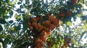 Абрикос Нельсон. Apricot Nelson. Шедевр серед пізніх сортів!