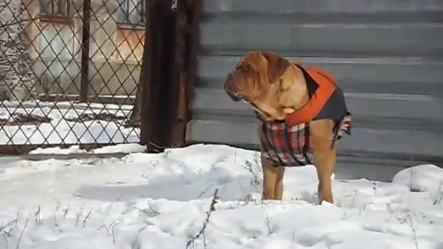 бордоский дог Беня смотреть онлайн