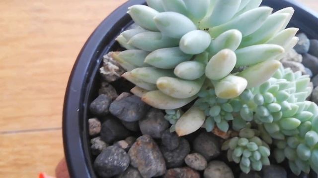 Sedeveria Harry Butterfield?❤️/Suculenta Colgante/Sedum Morganianum/Echeveria Derenbergii/ смотреть онлайн