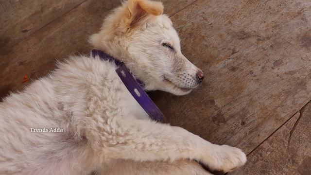 అమ్మ కుక్క కావాలి | Amma Kukka Kavaali | Kannayya Videos | Trends Adda