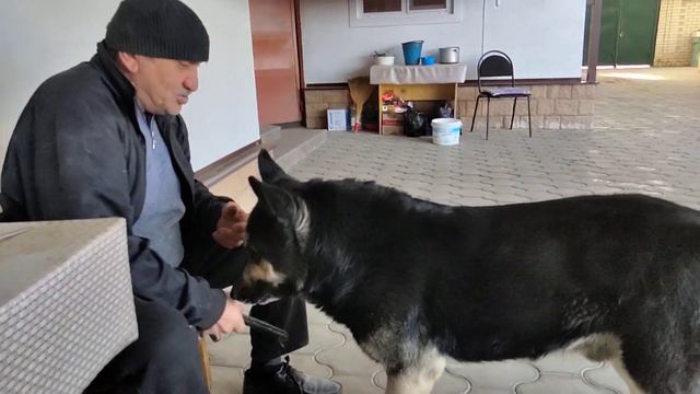 Хабез. Къэсей хьэблэ.#хабез смотреть онлайн