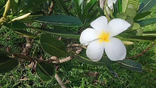Plumeria Obtusa White,Singapore Graveyard Flower White ,Duftende Frangipani,Плюмерия тупая