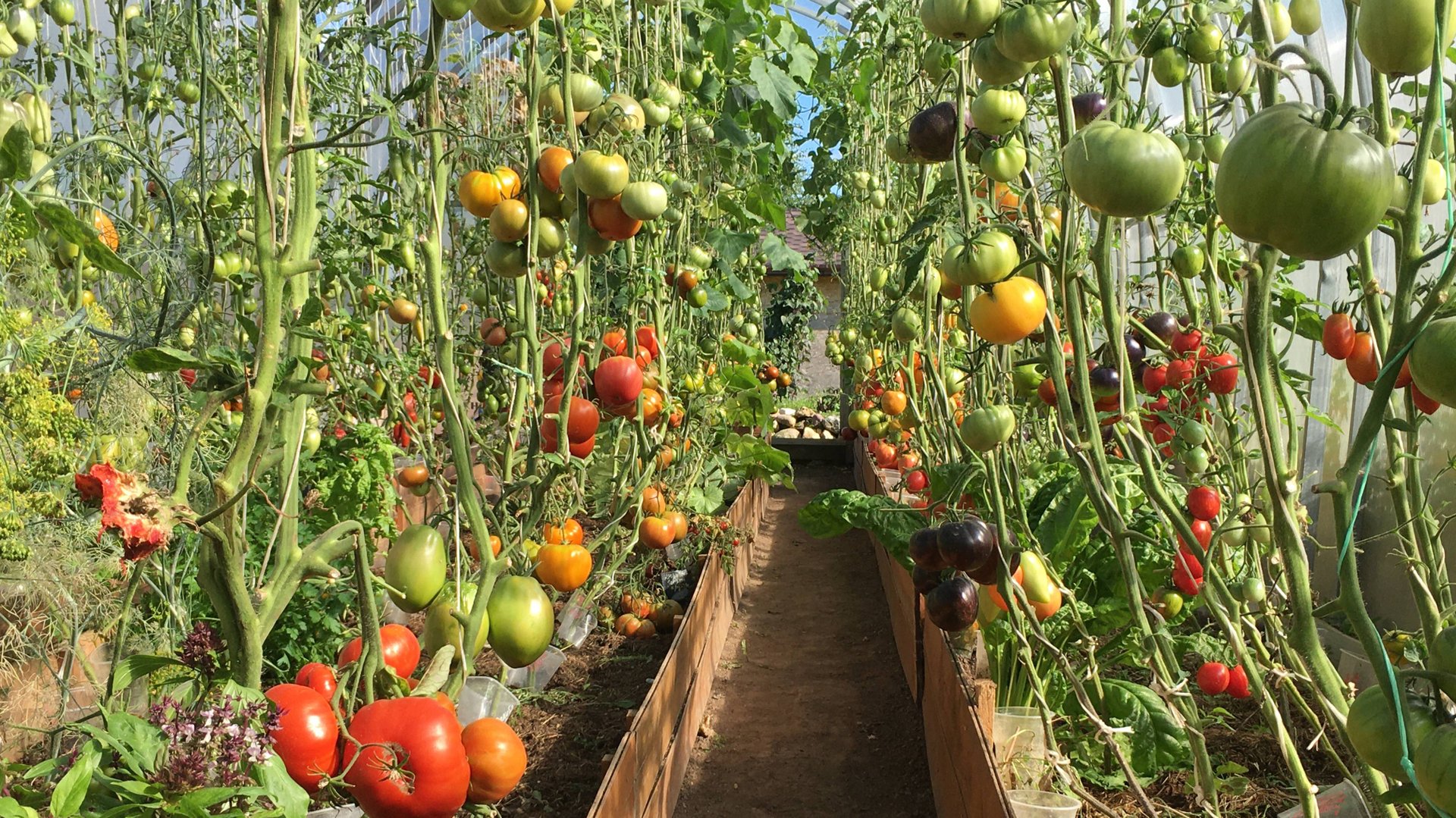 СУМАСШЕДШИЙ УРОЖАЙ ЭКЗОТИЧЕСКИХ СОРТОВ ТОМАТОВ 2024 год. ЧАСТЬ 3 смотреть онлайн