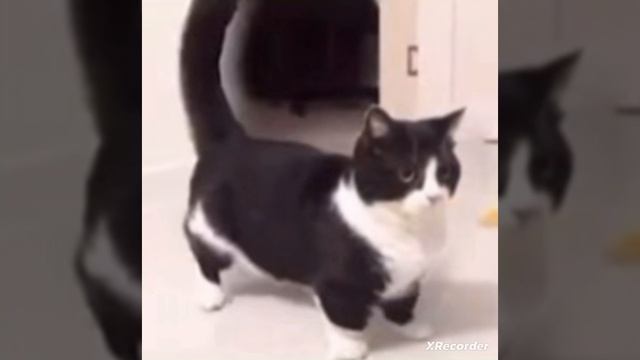 просто кот смотреть онлайн