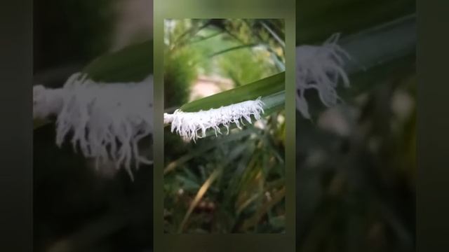 little worms eating my plants - stop plants & leaves eaten by worms & caterpillars смотреть онлайн