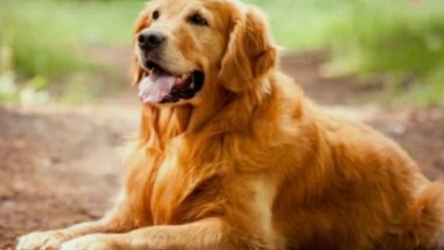 Топ 10 самых красивых пород собак в мире! смотреть онлайн