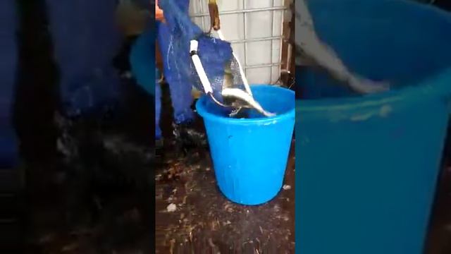 09 02 2018 У Мамеда зарыбление форелью смотреть онлайн