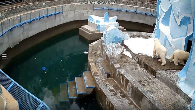 Мишки доедают ужин 25.04.2020 смотреть онлайн