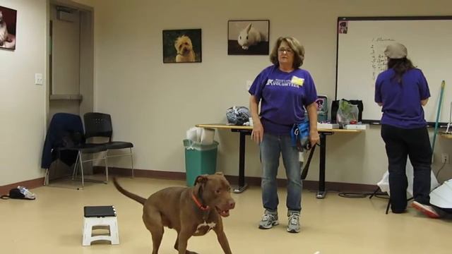 Burk - Longmont Humane Society (adopted) смотреть онлайн