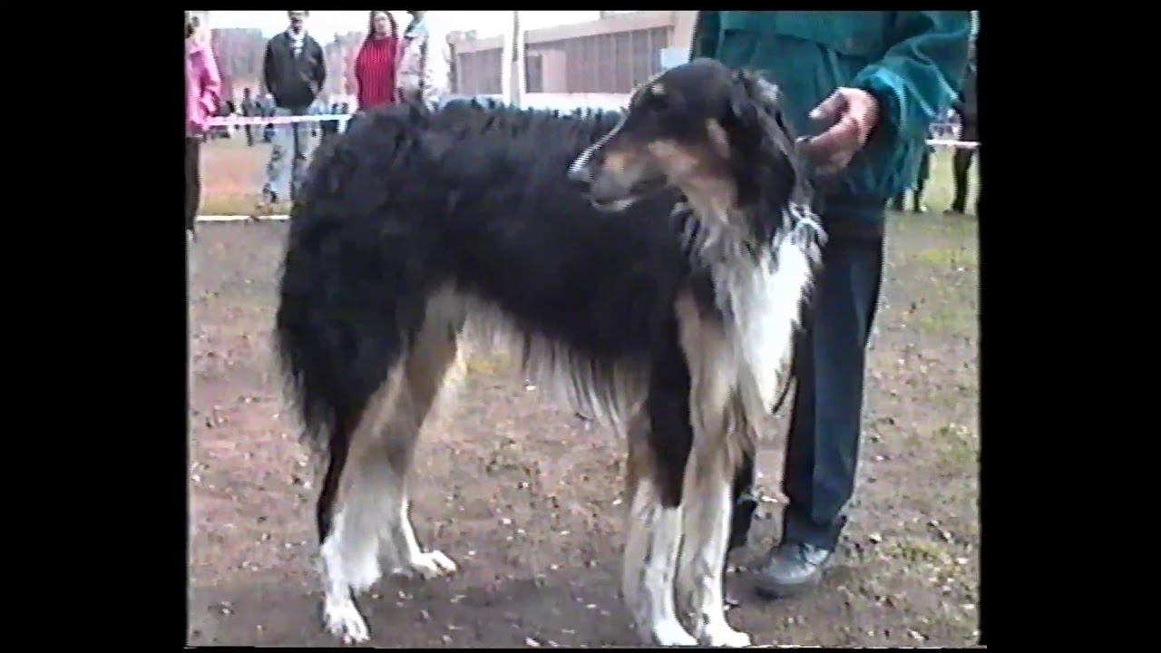 Выставка 27 апреля 1996 год.Русская Псовая Борзая смотреть онлайн