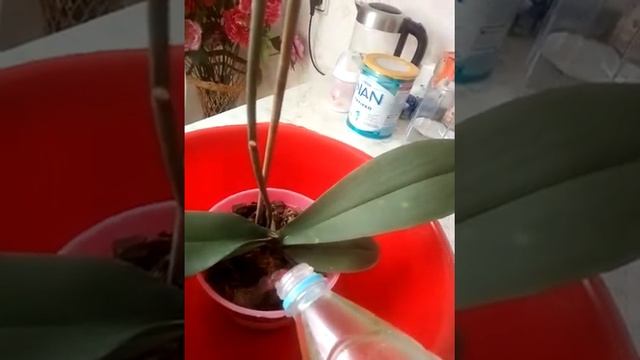 Полив орхидей янтарной кислотой смотреть онлайн