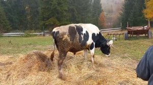 забой бычка