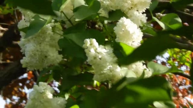 Белые кудряшки смотреть онлайн