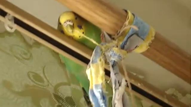 Вьет верёвку, играет - самка волнистого попугая смотреть онлайн