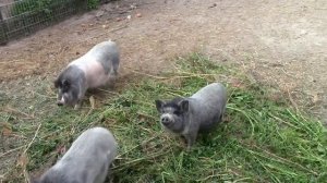 Дюрок и Вьетнамская свинья - что получится при скрещивании?  Ремонтантная клубника