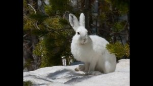 Проект по окружающему миру "Природа родного края" г.Красногорск МО