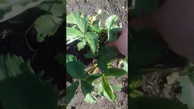 Моё первое видео о том как правильно пересаживать клубнику смотреть онлайн