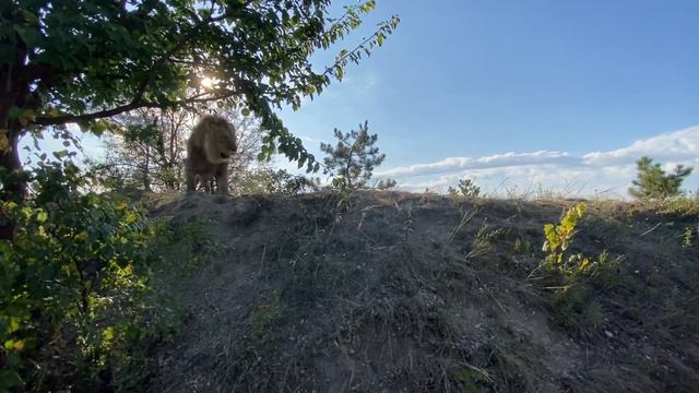 Как радуются молодые львы что нет ПРАЙДА ОЛЕЖКИ ! смотреть онлайн