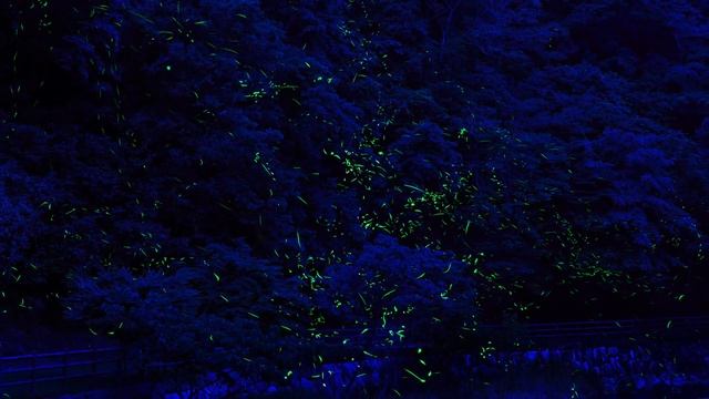 Почему светятся светлячки смотреть онлайн