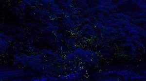 Почему светятся светлячки