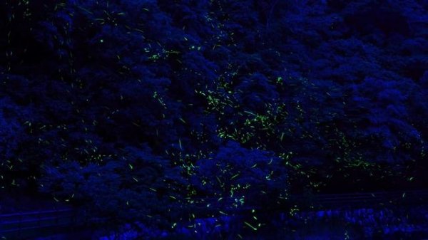 Почему светятся светлячки