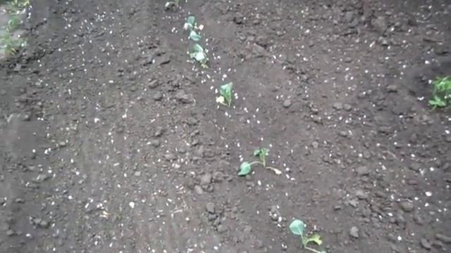 Закрытая корневая система лучше приживается рассада смотреть онлайн