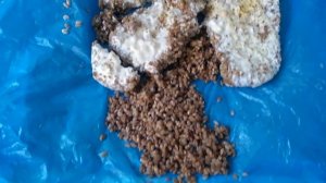 Разные триходермы на перловке.