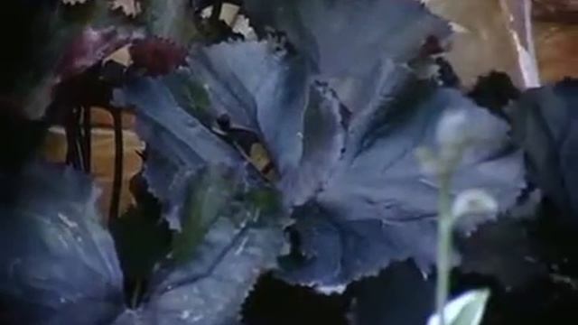 Теневой сад от дизайн-студии "Фитония" смотреть онлайн