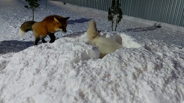 ЛисЯша мышкует смотреть онлайн