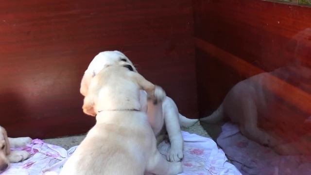 Смешные Толстые Щенки Лабрадора 2 месяца. Funny fat Labrador puppies 2 months. смотреть онлайн