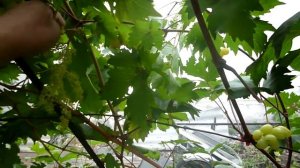 Кишмиш  Соломия.