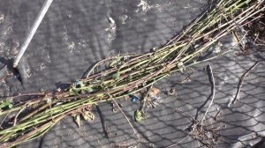 Весна, открываем ежевику  Тонкости и нюансы укрытия на зиму  prjve