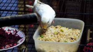 Какие каши можно давать попугаю?