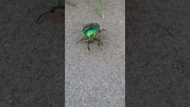 ЗЕЛЁНЫЙ ЖУК смотреть онлайн