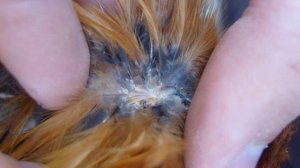 Почему выпадают перья у кур и они лысеют